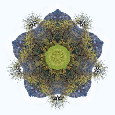 D Grid 16 375x375 - Dolphin's Grid