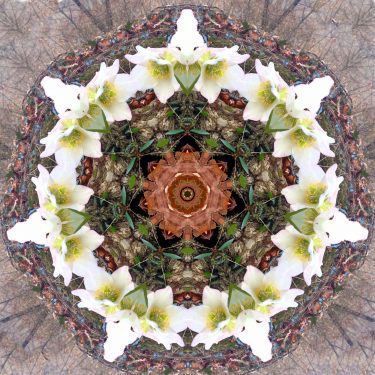 plants 1 375x375 - Pflanzen