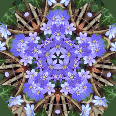 plants 10 375x375 - Pflanzen