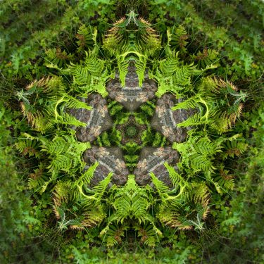 plants 11 375x375 - Pflanzen