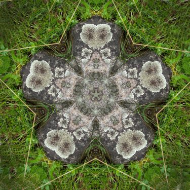 plants 12 375x375 - Pflanzen