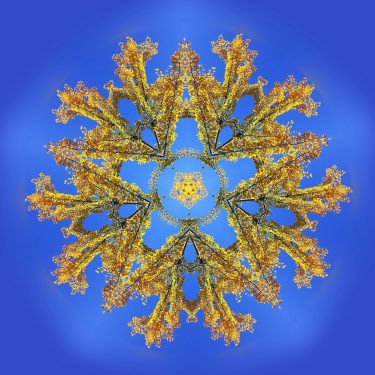 plants 13 375x375 - Pflanzen