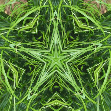 plants 15 375x375 - Pflanzen