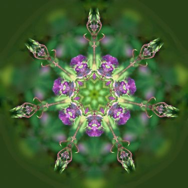 plants 16 375x375 - Pflanzen