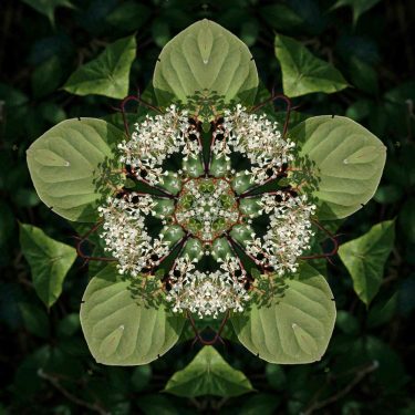 plants 17 375x375 - Pflanzen