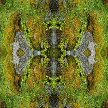 plants 19 375x375 - Pflanzen