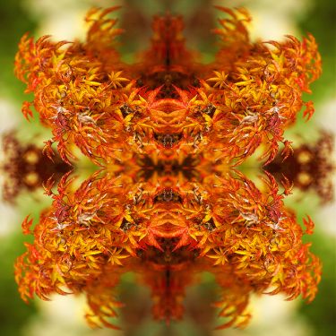 plants 2 375x375 - Pflanzen