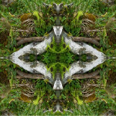 plants 20 375x375 - Pflanzen