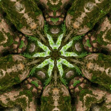 plants 21 375x375 - Pflanzen
