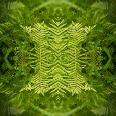 plants 22 375x375 - Pflanzen
