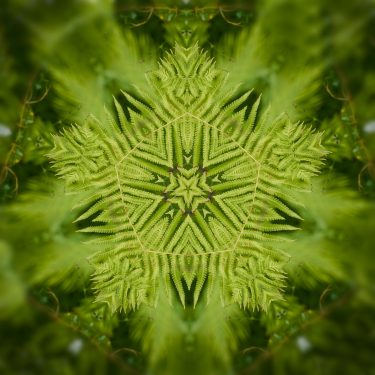 plants 23 375x375 - Pflanzen