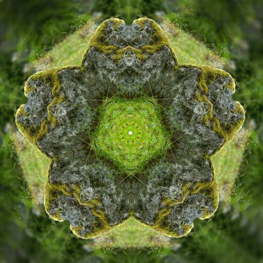 plants 24 375x375 - Pflanzen