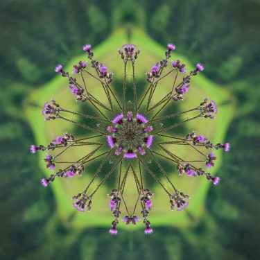 plants 25 375x375 - Pflanzen