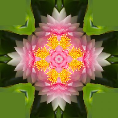 plants 26 375x375 - Pflanzen