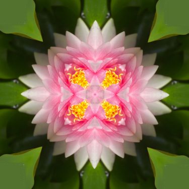 plants 27 375x375 - Pflanzen