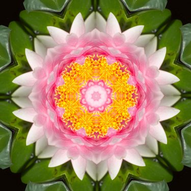 plants 28 375x375 - Pflanzen