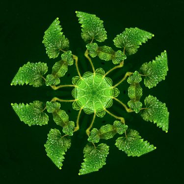 plants 29 375x375 - Pflanzen