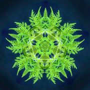 plants 3 180x180 - Matter