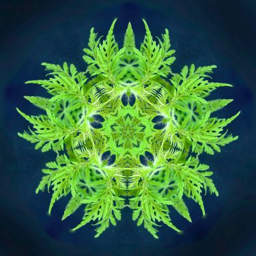 plants 3 375x375 - Pflanzen