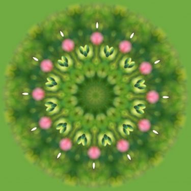plants 30 375x375 - Pflanzen