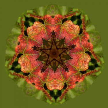 plants 32 375x375 - Pflanzen