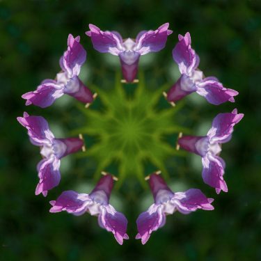 plants 35 375x375 - Pflanzen
