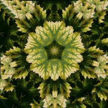 plants 36 375x375 - Pflanzen