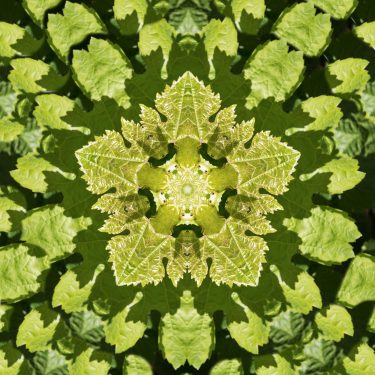 plants 8 375x375 - Pflanzen